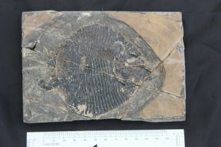 Kinney Quarry Lagerstätte (305 Ma) Fossil Fish: Platysomaus Schultzei
