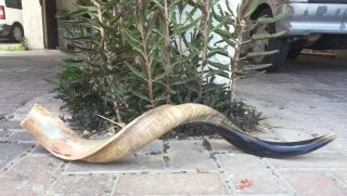 Yemenite Kudu Shofar Horn Half Polished Natual Judaica Kosher 38 - 40 Inch