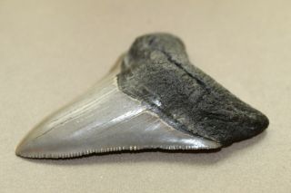Megalodon Fossil Giant Shark Teeth Ocean No Repair 3.  15 " Museum Quality