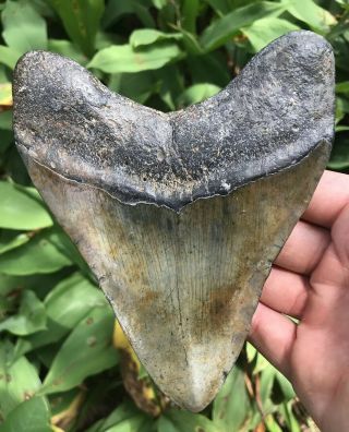 Huge Colorful Wide 5.  53 " Megalodon Tooth Fossil Shark Teeth