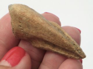 Struthiomimus Toe Claw - dinosaur fossil 10