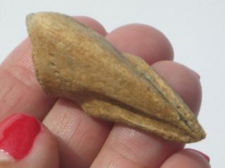 Struthiomimus Toe Claw - Dinosaur Fossil