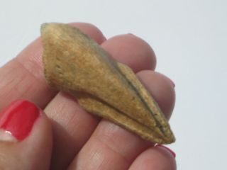Struthiomimus Toe Claw - dinosaur fossil 7
