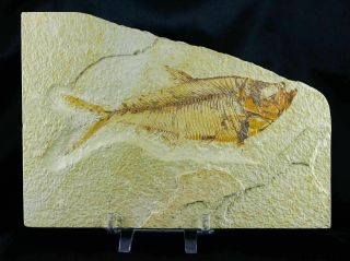 Xxl 6.  3 In Diplomystus Dentatus Fossil Fish Green River Formation Wyoming Stand