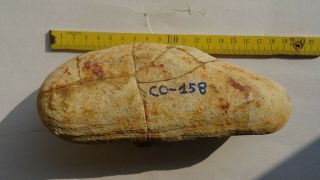COELACANTH fish fossil Trias 250 mio Madagascar (CO - 158 / 2940) 8