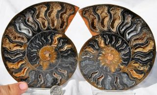 Rare 1 In 1000 Black Ammonite Pair Deep Crystals Xxl 5.  5 " 110myo 141mm 7616xx