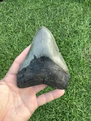 Serrated 4.  96” Megalodon Shark Tooth 100 Natural - No Restoration.