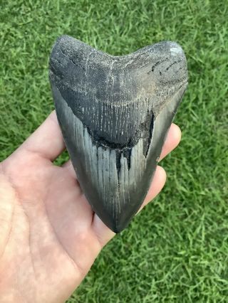 Serrated 5.  28” Megalodon Shark Tooth 100 Natural - No Restoration.