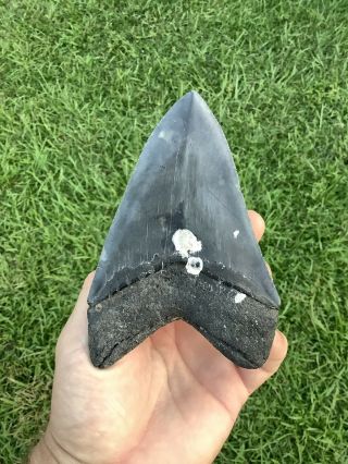 Serrated 5.  28” Megalodon Shark Tooth 100 natural - NO restoration. 2