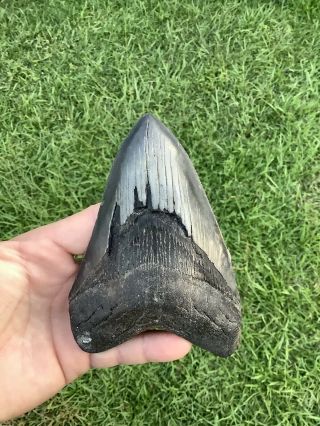 Serrated 5.  28” Megalodon Shark Tooth 100 natural - NO restoration. 3
