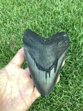 Serrated 5.  28” Megalodon Shark Tooth 100 natural - NO restoration. 5