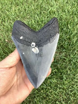 Serrated 5.  28” Megalodon Shark Tooth 100 natural - NO restoration. 6
