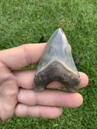Gorgeous 2.  84” Chubutensis Fossil Shark Tooth 100 Natural No Restoration