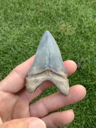 Gorgeous 2.  84” Chubutensis Fossil Shark Tooth 100 Natural No Restoration 2