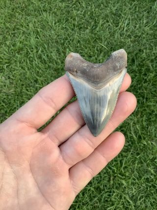 Gorgeous 2.  84” Chubutensis Fossil Shark Tooth 100 Natural No Restoration 3