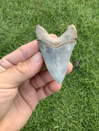 Gorgeous 2.  84” Chubutensis Fossil Shark Tooth 100 Natural No Restoration 4