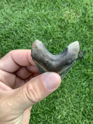 Gorgeous 2.  84” Chubutensis Fossil Shark Tooth 100 Natural No Restoration 6
