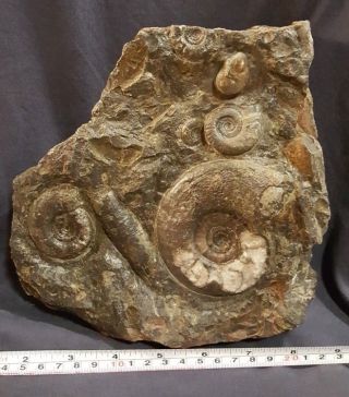 Big Fossil Nautiloids,  Clymenias Cluster From Dev.  Age Morocco