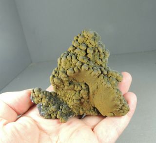 20.  01 Mottramite 10x9.  5 Cm Ojuela Mine,  Mapimi,  Durango,  Mexico
