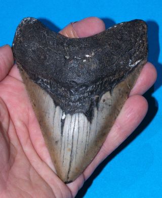 4.  6 Inch Megalodon Fossil Shark Tooth Teeth Relative Of Great White