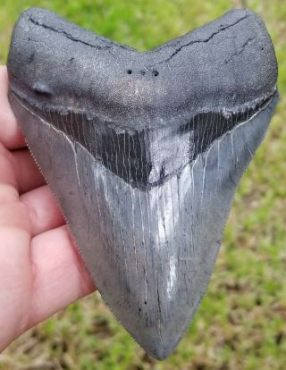A,  Museum/collector Grade " Best " 4.  48 " Megalodon Tooth.  No Restoration