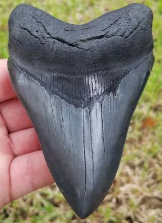 A,  Museum/collector Grade " Best " 4.  82 " Megalodon Tooth.  No Restoration