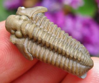 Museum Quality Calymene Breviceps Fossil Trilobite Indiana Usa Middle Silurian