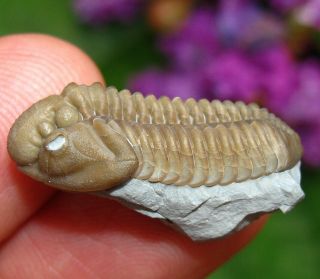 Museum Quality Calymene breviceps Fossil Trilobite Indiana USA Middle Silurian 2