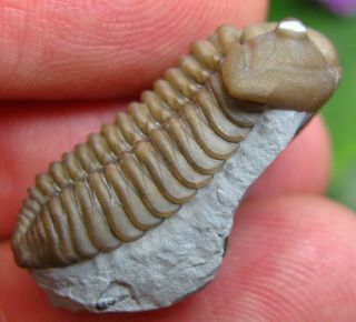Museum Quality Calymene breviceps Fossil Trilobite Indiana USA Middle Silurian 3