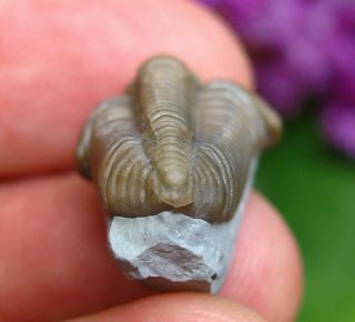Museum Quality Calymene breviceps Fossil Trilobite Indiana USA Middle Silurian 6