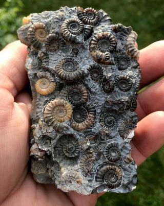 Lower Jurassic Ammonite Cluster Uk Top Quality 50,  Ammonites