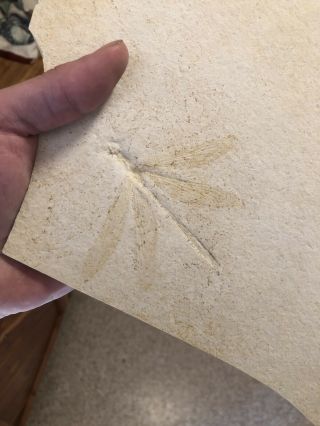 Very Rare Huge Solnhofen Dragonfly Fossil Isophlebia Species