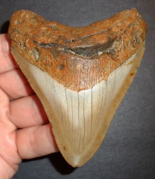 Large 3.  625 " Megalodon Shark Tooth Fossil From North Carolina Real Shark Tooth