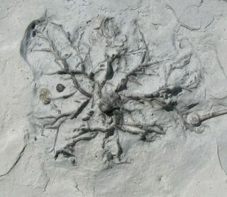 EXTINCTIONS - KILLER DOUBLE CRINOID HOLDFAST FOSSIL W/COMPLETE TRILOBITE 2