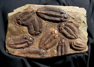 Extinctions - Killer Odontocephalus Multiple Trilobite Fossil Cast On Rock