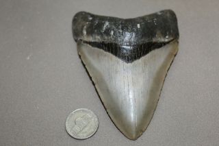 Megalodon Fossil Giant Shark Teeth Natural Large 4.  12 " Huge Museum Quality Tooth