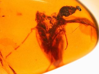 Giant Alien Like Insect In Burmite Amber Fossil Gemstone From Dinosaur Age