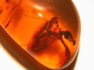 GIANT Alien Like Insect in Burmite Amber Fossil Gemstone from Dinosaur Age 3