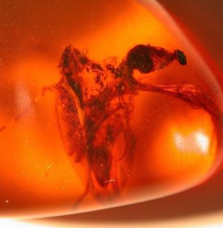 GIANT Alien Like Insect in Burmite Amber Fossil Gemstone from Dinosaur Age 4