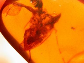 GIANT Alien Like Insect in Burmite Amber Fossil Gemstone from Dinosaur Age 5