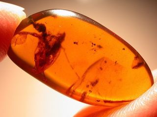GIANT Alien Like Insect in Burmite Amber Fossil Gemstone from Dinosaur Age 6