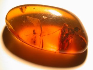 GIANT Alien Like Insect in Burmite Amber Fossil Gemstone from Dinosaur Age 7