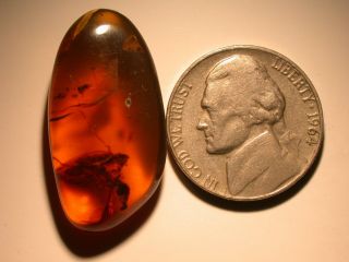 GIANT Alien Like Insect in Burmite Amber Fossil Gemstone from Dinosaur Age 8