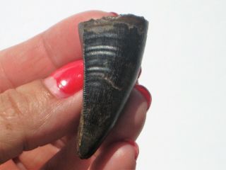Juvenile T - Rex Premax Tooth - dinosaur fossil 9