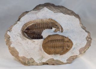 Russian Trilobite Asaphus Lepidurus Natural Pair In - And - Out Ordovician Fossil