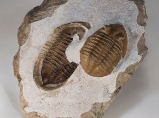Russian trilobite Asaphus lepidurus Natural pair in - and - out Ordovician fossil 2