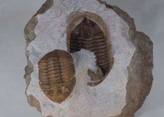 Russian trilobite Asaphus lepidurus Natural pair in - and - out Ordovician fossil 3