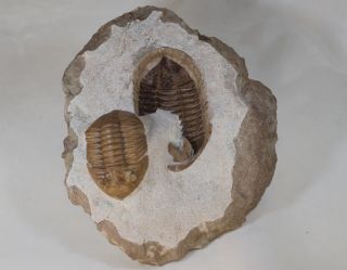 Russian trilobite Asaphus lepidurus Natural pair in - and - out Ordovician fossil 4