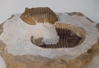 Russian trilobite Asaphus lepidurus Natural pair in - and - out Ordovician fossil 5