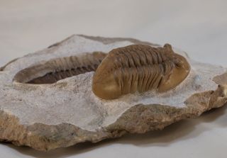 Russian trilobite Asaphus lepidurus Natural pair in - and - out Ordovician fossil 6